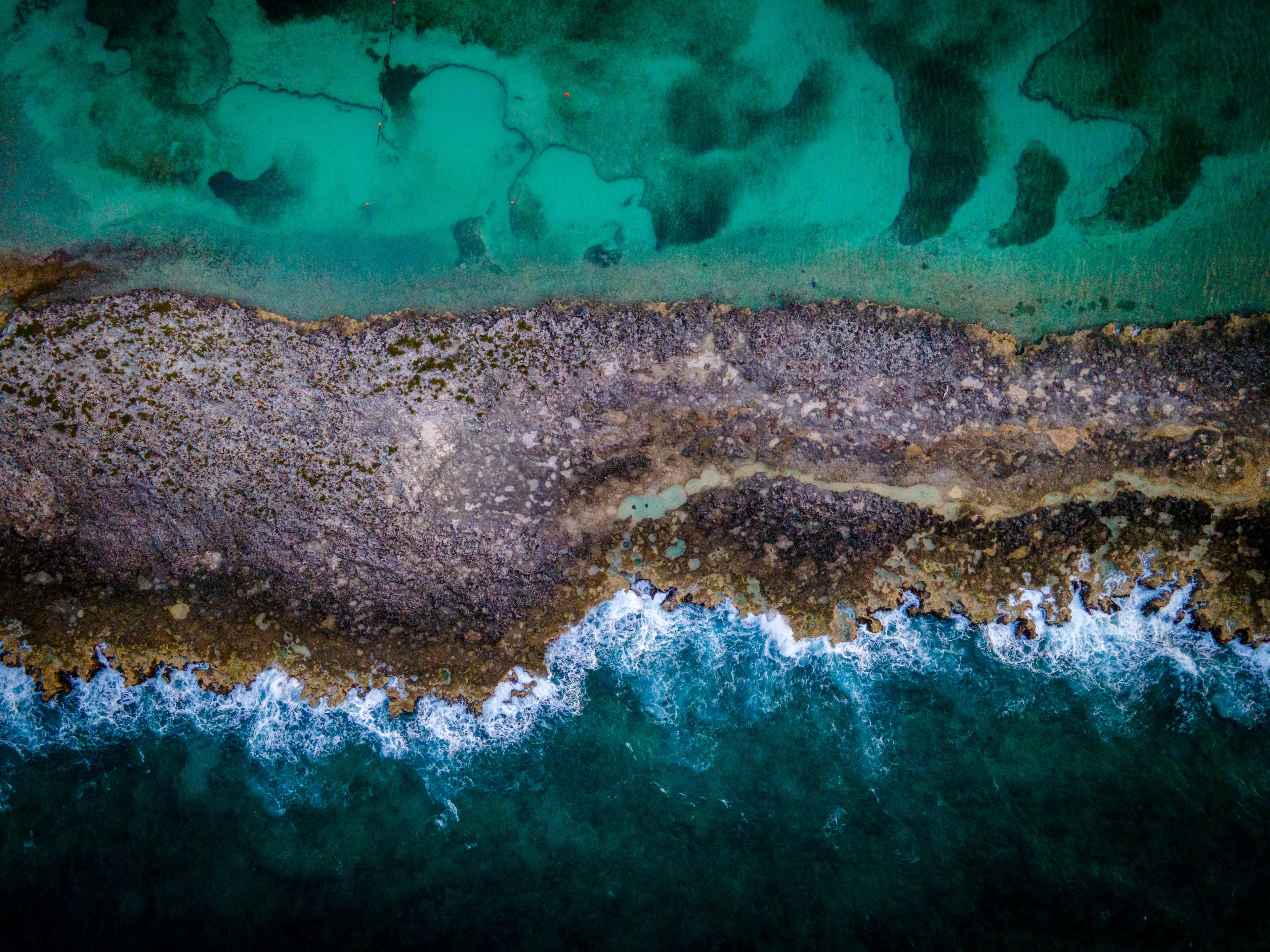 Snorkeler floating above coral and tropical fish